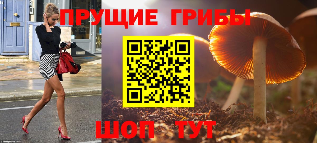 МЕФ Гудермес